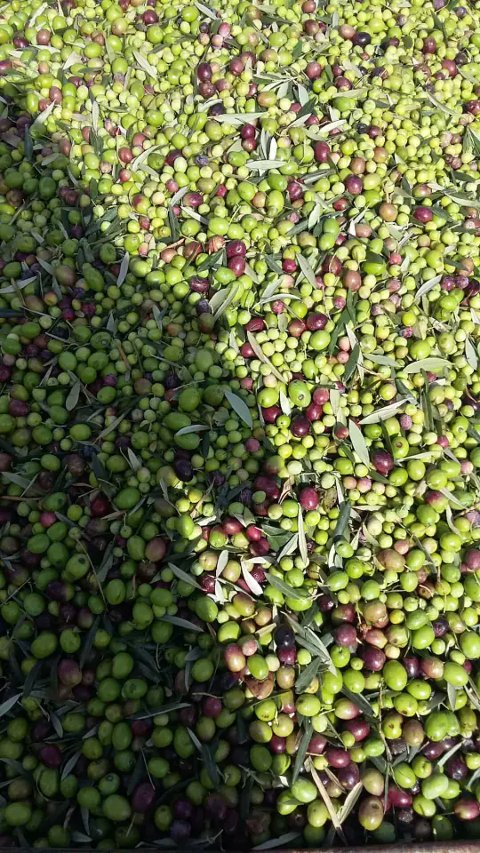 Aceitunas de cosecha propia para AOVE de máxima calidad Aceitunas en el olivar de la huerta Rejano, materia prima del aceite de oliva virgen extra artesanal.