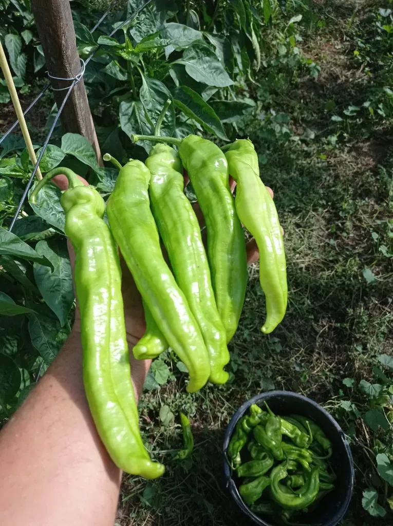 Pimientos verdes de temporada: cosecha en la huerta Rejano Cosecha de pimientos verdes alargados recién recolectados en la huerta Rejano de Palma del Río, Córdoba.