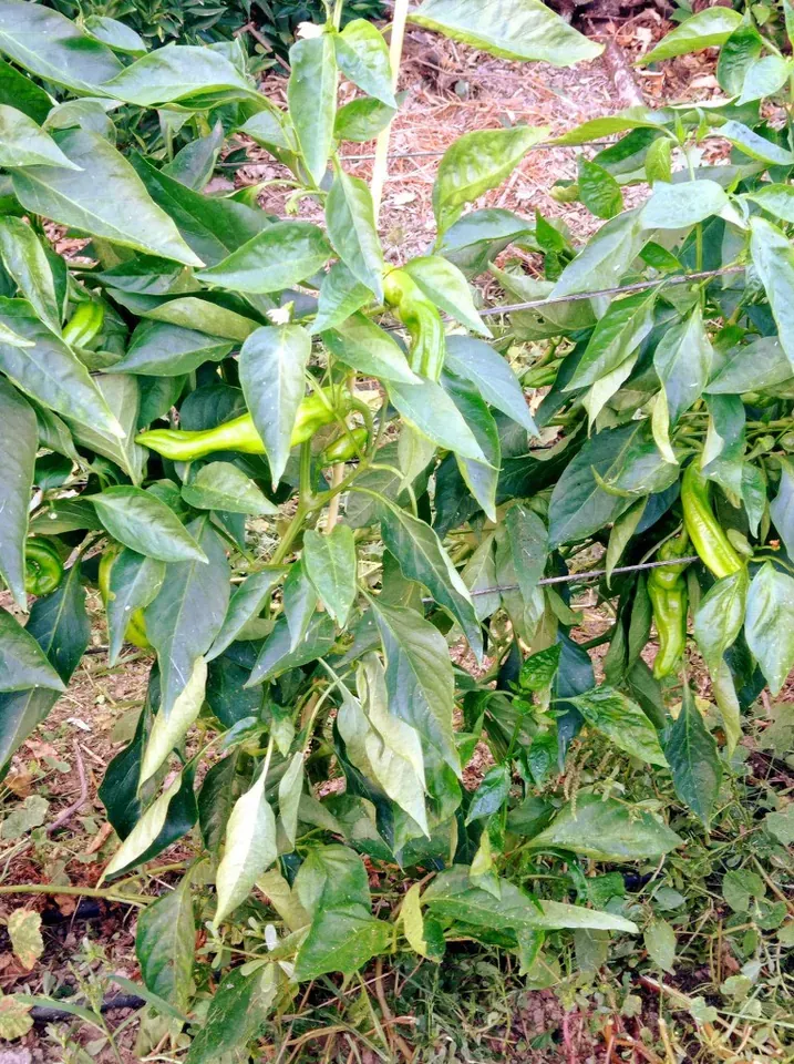 Pimientos verdes en planta: cultivo familiar en Palma del Río Plantas de pimientos verdes en flor y fruto en la huerta Rejano de Palma del Río, cultivo tradicional en Córdoba.