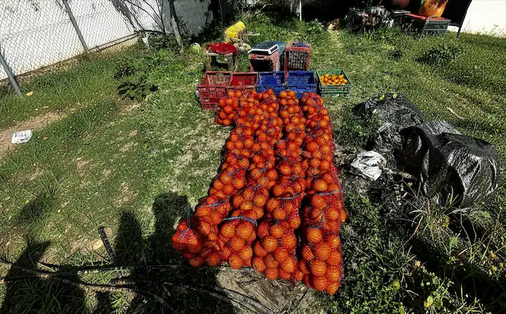 Envío a domicilio: naranjas frescas del árbol a tu mesa Bolsa de naranjas de mesa de Palma del Río preparada para envío a domicilio en 24 horas desde la huerta Rejano.