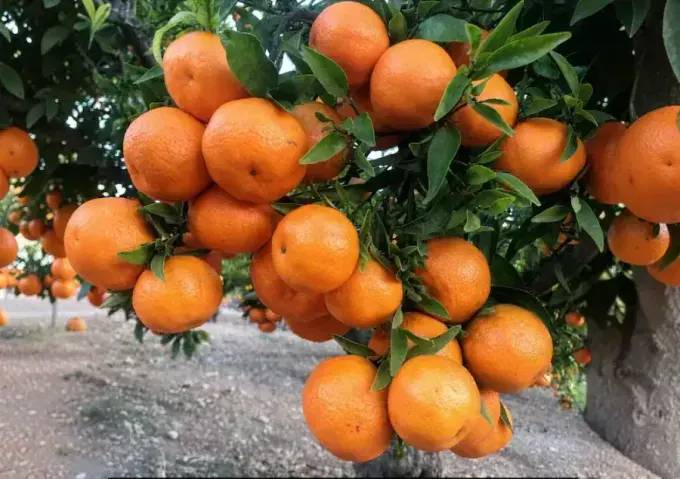 Naranjas frescas de calidad para venta directa del productor