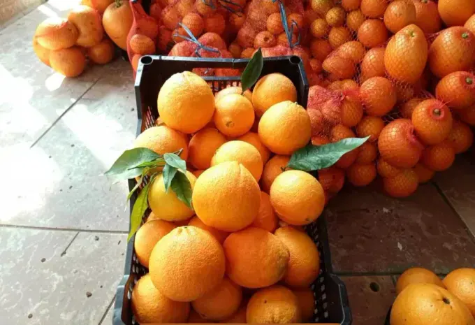 Caja de naranjas de mesa listas para envío desde la huerta