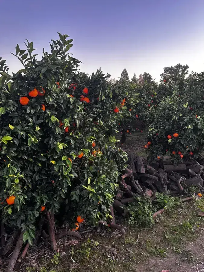 Nuestra huerta de naranjos en plena campaña Plantación de naranjos en la huerta Rejano, Palma del Río, con frutos maduros listos para recolectar.