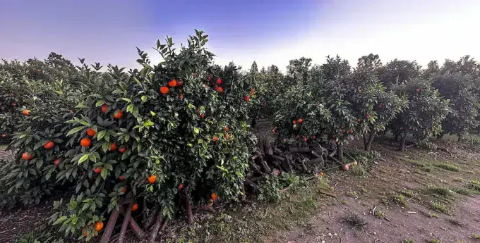 Vista de la huerta de naranjos Rejano en Palma del Río, Córdoba
