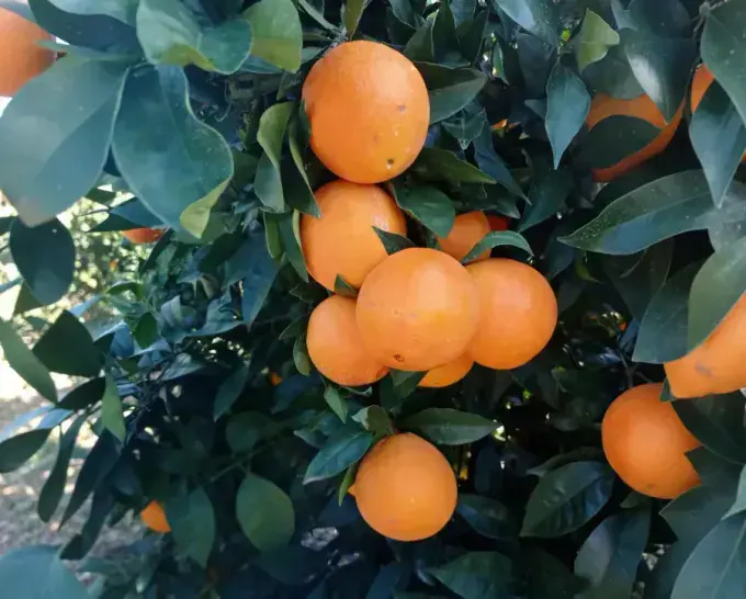 Selección de naranjas de gran calibre de la cosecha Rejano