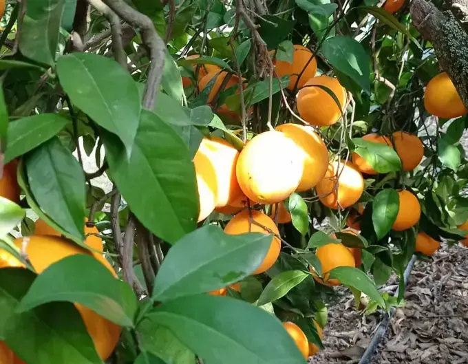 Naranjas colgando del árbol en plena maduración en la huerta
