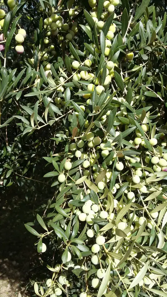 Olivar familiar: tradición y respeto por la tierra Olivar tradicional en Palma del Río perteneciente a la finca Rejano, cultivo sostenible y familiar.