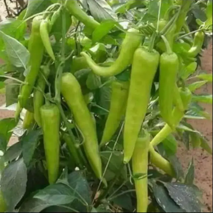 Pimientos frescos: color y sabor de nuestra huerta Pimientos rojos y verdes frescos cultivados en la huerta Rejano, hortaliza de temporada de Palma del Río.