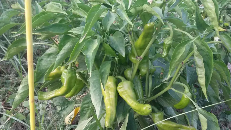 Pimientos de temporada: cultivo familiar en Córdoba Pimientos de cultivo tradicional en la huerta Rejano, recolectados en su punto óptimo de maduración.