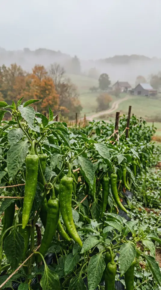 Calidad premium: pimientos de nuestra finca Pimientos verdes frescos en planta con rocío de mañana en el campo de cultivo de la huerta Rejano, Palma del Río.