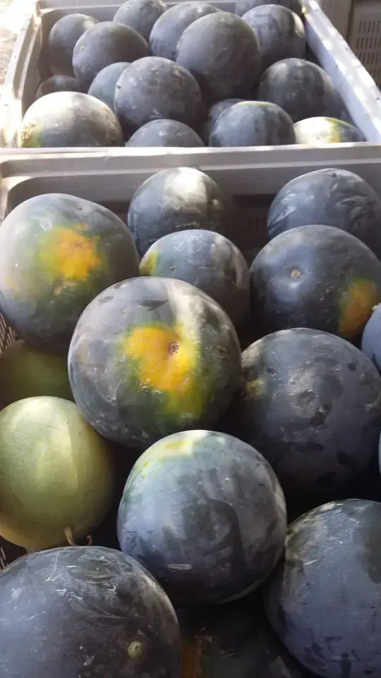 Sandía negra: sabor intenso de verano cordobés Sandía negra de pulpa roja y dulce cultivada en Palma del Río, variedad de temporada Huerta Rejano.