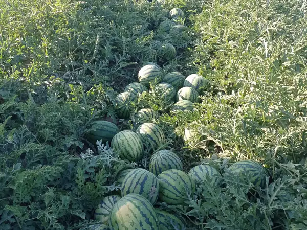 Sandía blanca y rayada: refrescante y natural Sandía blanca o rayada de la huerta Rejano, fruta de verano recolectada en su punto óptimo de maduración.