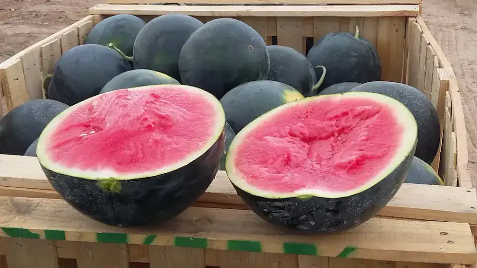 Sandías de temporada: máxima dulzura y frescura Sandías frescas recién cortadas en la huerta Rejano, listas para su venta directa en temporada.
