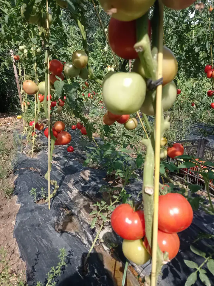 Tomate en rama madurado al sol en nuestra huerta Tomates maduros en rama al sol en el huerto familiar Rejano, listos para su recolección artesanal.