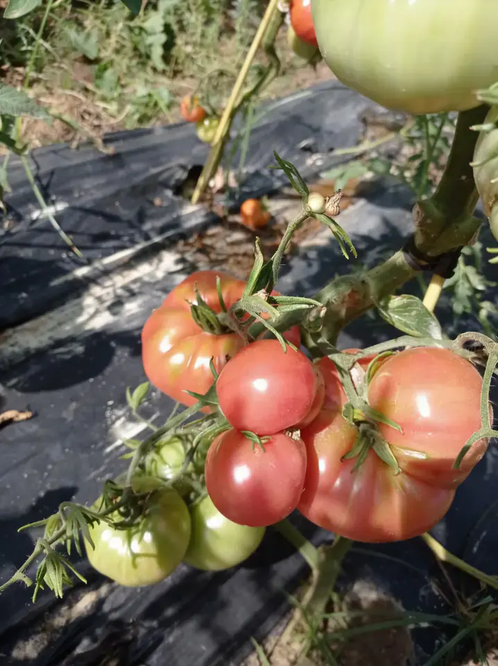 Tomates frescos de temporada — Palma del Río Tomates frescos de temporada de máxima calidad, recolectados en la huerta Rejano para venta directa.