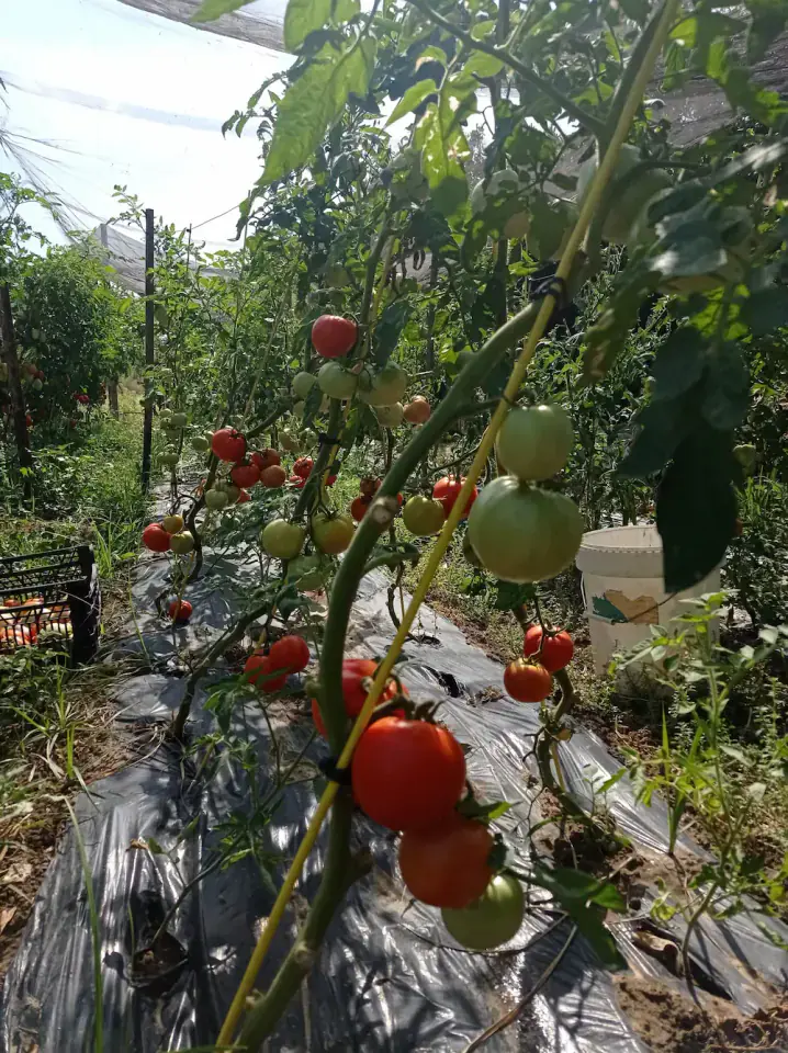 Cultivo natural: tomates de huerta Rejano Tomates de cultivo natural en la huerta Rejano de Palma del Río, Córdoba, cuidados a mano sin intermediarios.
