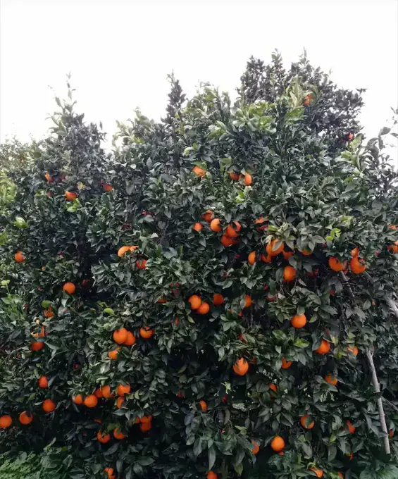 Naranjo único en la plantación de la huerta Rejano